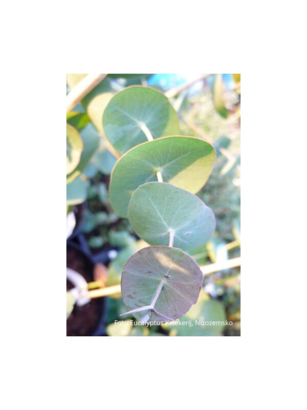 Juvenilní olistění Eucalyptus Perriniana