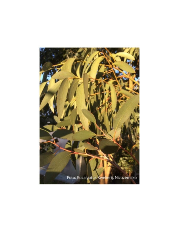 Dospělé olistění eucalyptu Pauciflora subsp. Niphophila