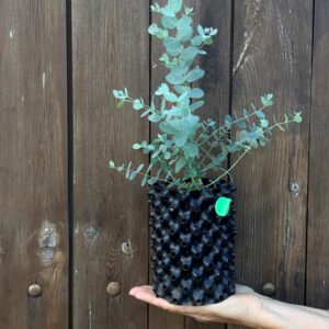 Eucalyptus Archeri "Alpine cider gum"