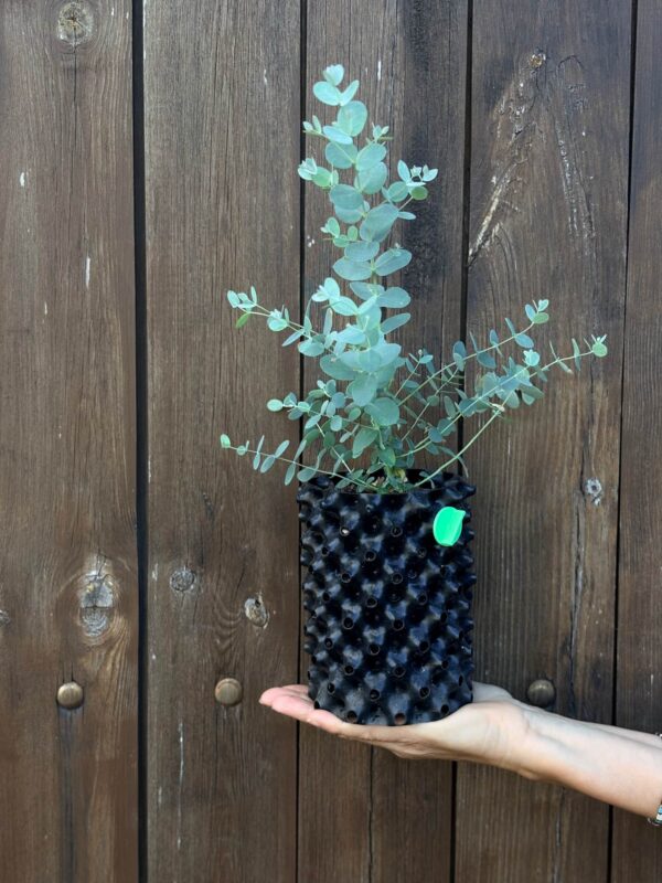 Eucalyptus Archeri "Alpine cider gum"
