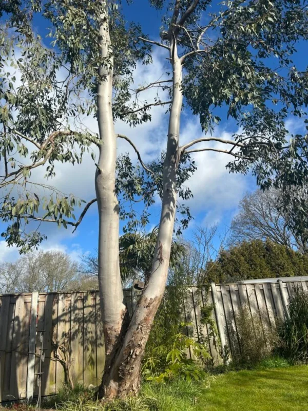 Eucalyptus Archeri "Alpine cider gum" – Bild 5
