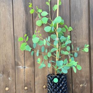 Eucalyptus Camphora