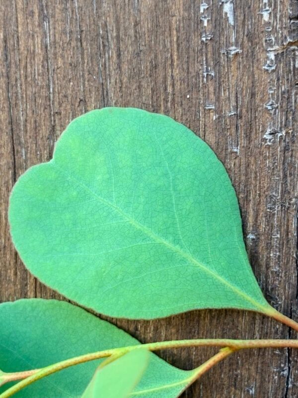 Eucalyptus Camphora – Bild 4