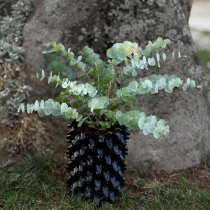 Eucalyptus cinerea ‘Silver Dollar’
