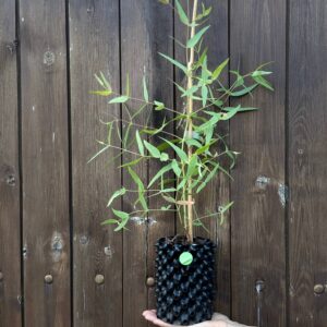 Eucalyptus Dalrympleana
