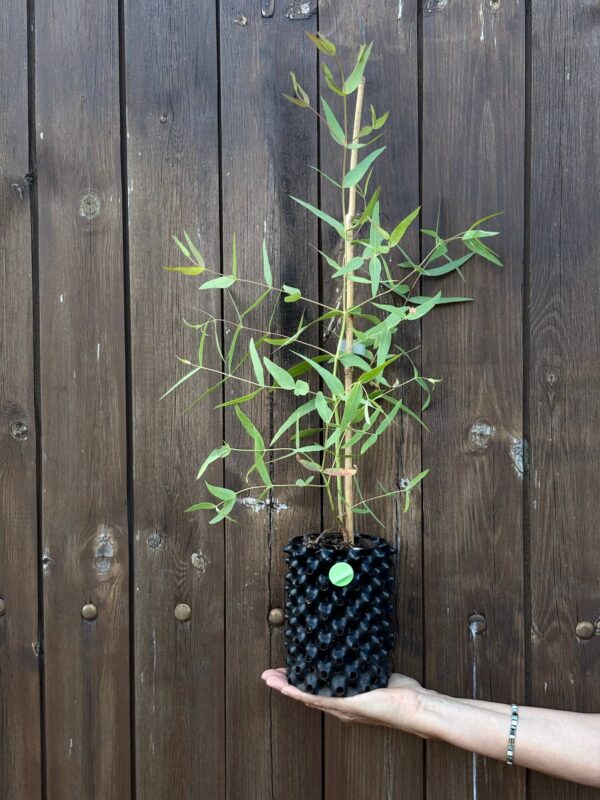 Eucalyptus Dalrympleana