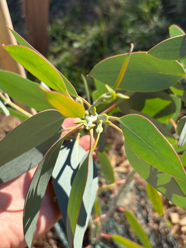 Eucalyptus Pauciflora subsp. Debeuzevillei – Bild 6