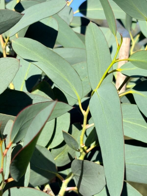 Eucalyptus Pauciflora subsp. Debeuzevillei – Bild 8
