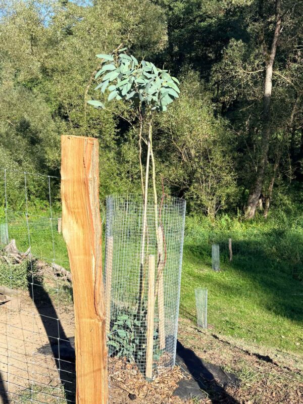 Eucalyptus Pauciflora subsp. Debeuzevillei – Bild 7