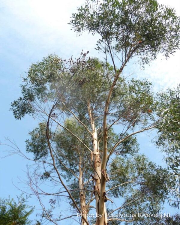 Eucalyptus Archeri "Alpine cider gum" – Bild 2
