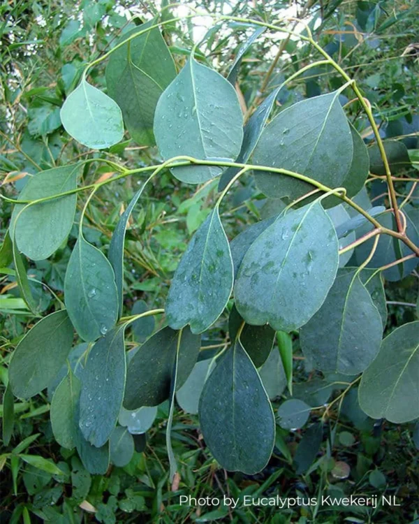 Eucalyptus Camphora – Bild 7
