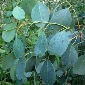 Eucalyptus Camphora