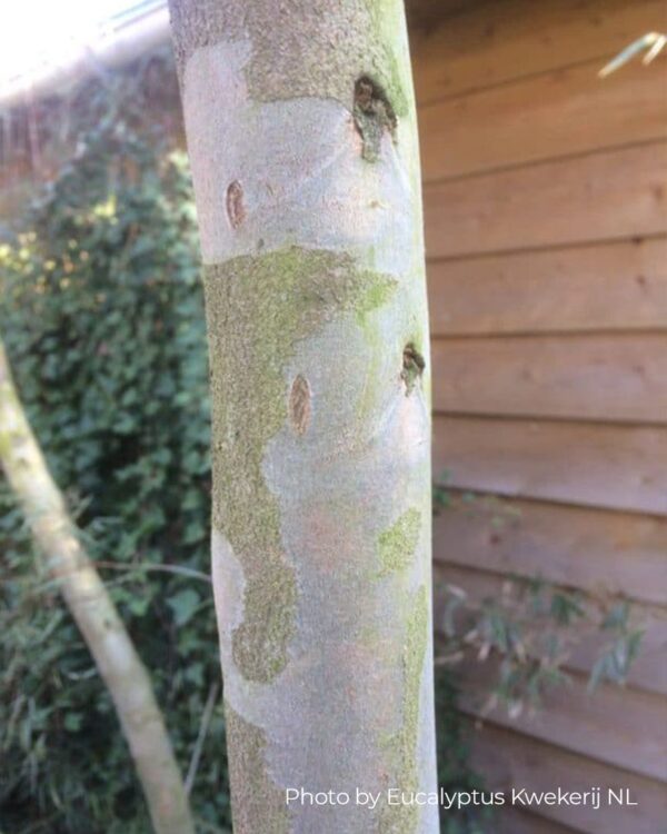 Eucalyptus coccifera "Tasmanian Snow Gum" – Bild 2