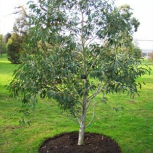 Eucalyptus coccifera "Tasmanian Snow Gum"