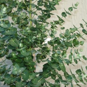 Eucalyptus crenulata "Victoria silver gum"