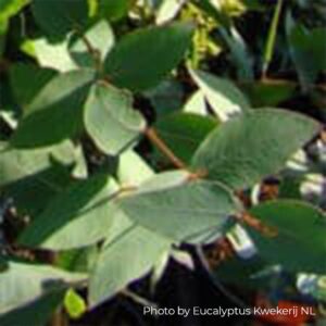 Eucalyptus Dalrympleana