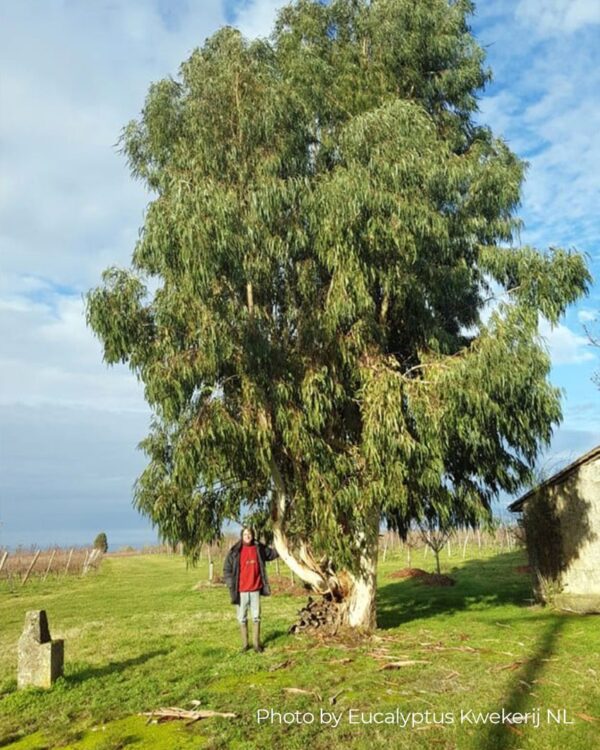 Eucalyptus Dalrympleana – Bild 2
