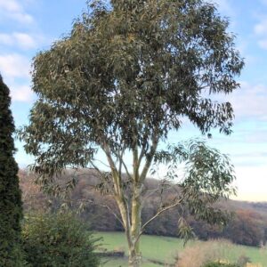 Eucalyptus Pauciflora subsp. Debeuzevillei