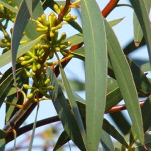 Eucalyptus Gregsoniana