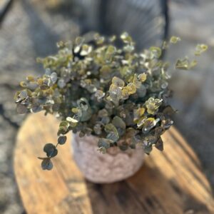 Eucalyptus gunnii "Azura"