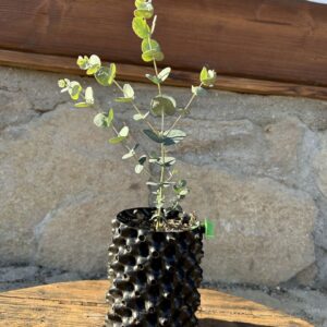 Eucalyptus gunnii "Cider gum"