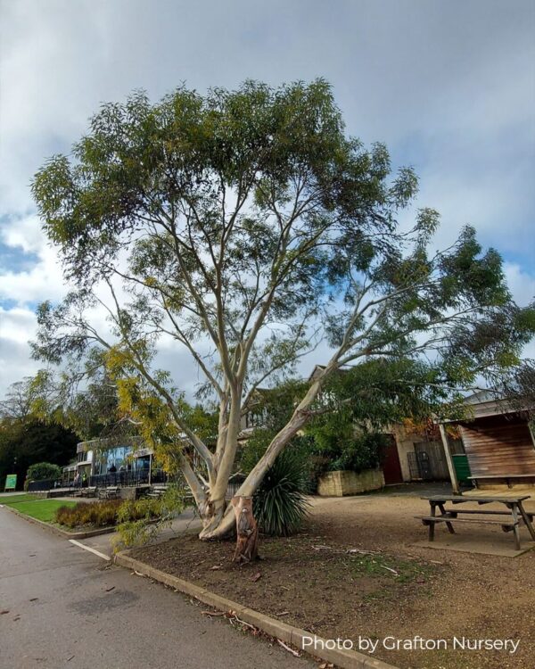Eucalyptus Pauciflora subsp. Niphophilla – Bild 5