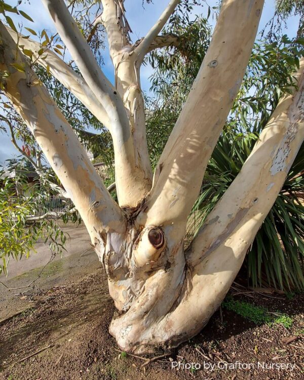 Eucalyptus Pauciflora subsp. Niphophilla – Bild 2