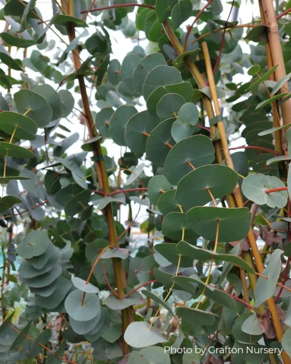Eucalyptus Perriniana "Spinning Gum" – Bild 7
