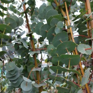 Eucalyptus Perriniana "Spinning Gum"