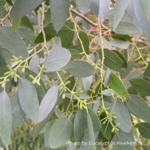 Eucalyptus Archeri "Alpine cider gum"