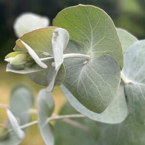 Eucalyptus cinerea ‘Silver Dollar’
