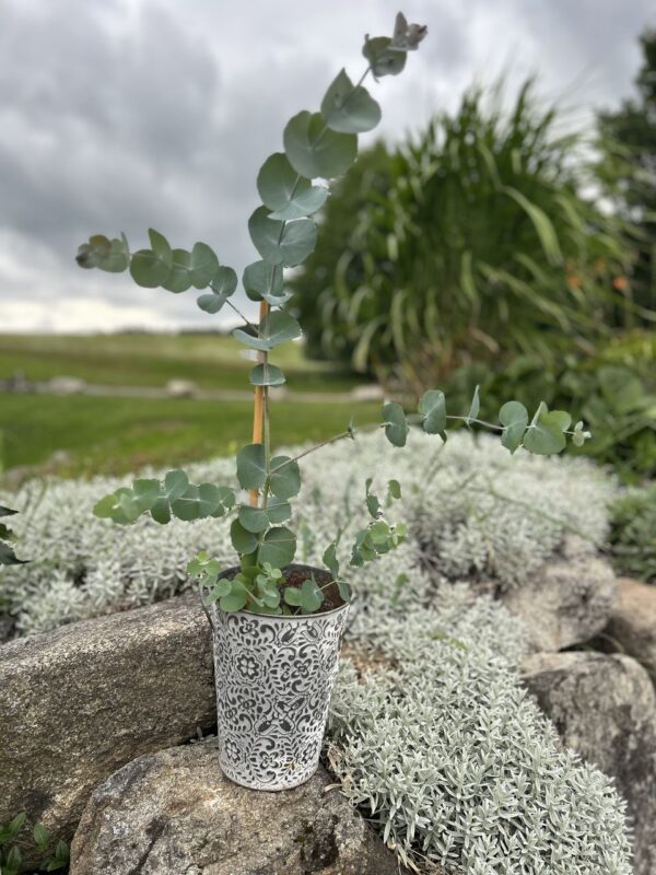 Eucalyptus cinerea ‘Silver Dollar’ – Bild 4