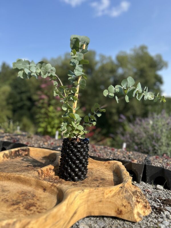 Eucalyptus cinerea ‘Silver Dollar’ – Bild 3