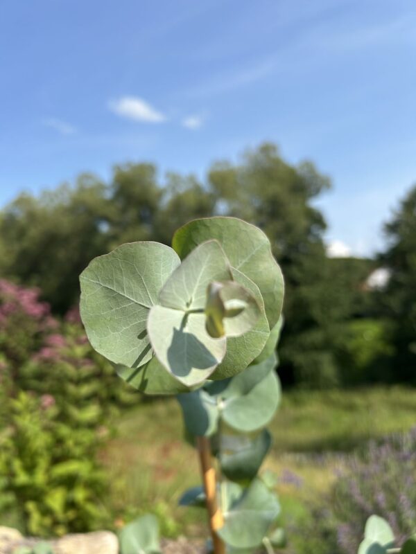 Eucalyptus cinerea ‘Silver Dollar’ – Bild 6