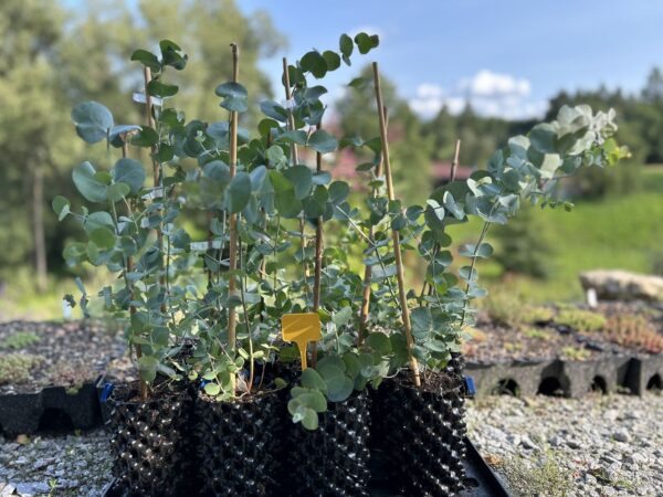 Eucalyptus cinerea ‘Silver Dollar’ – Bild 7