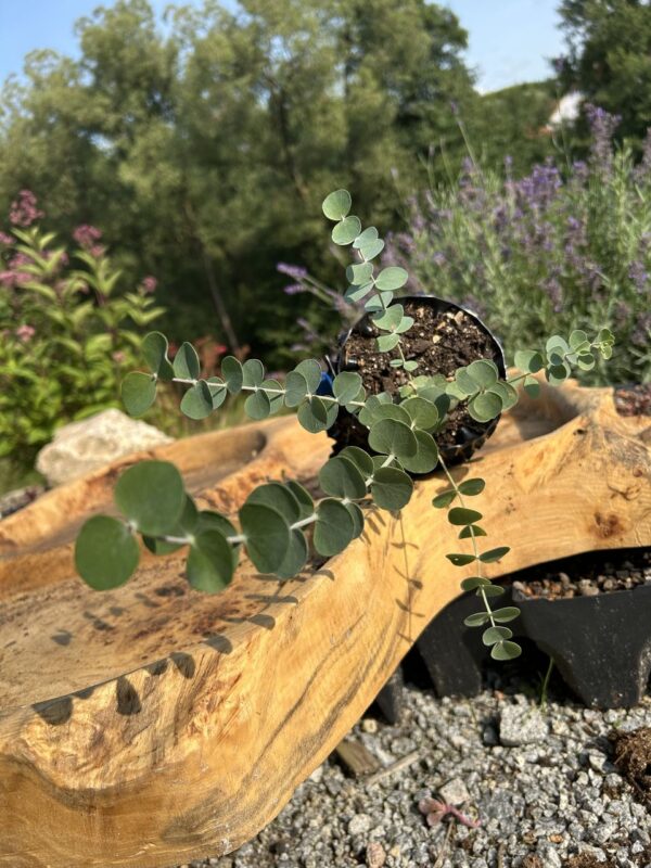 Eucalyptus gunnii "Silver Drop" – Bild 2