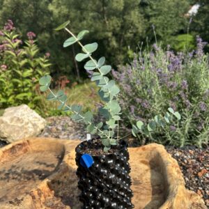 Eucalyptus gunnii "Silver Drop"