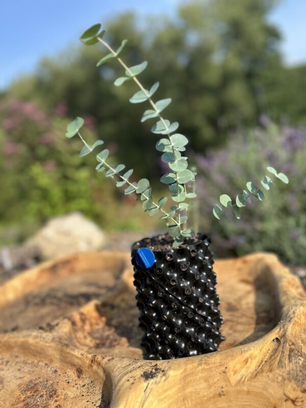 Eucalyptus gunnii "Silver Drop" – Bild 4