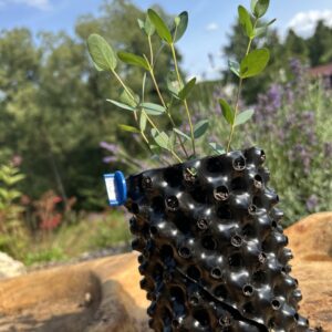 Eucalyptus parvula "Small Leaved Gum"