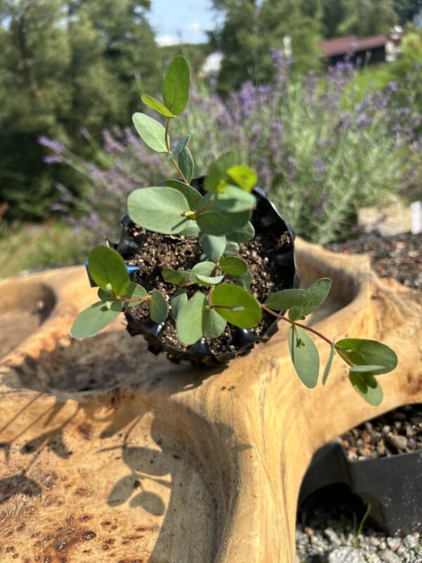 Eucalyptus parvula "Small Leaved Gum" – Bild 2