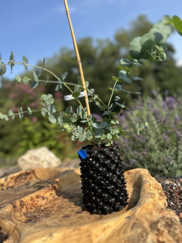 Eucalyptus pulverulenta ‘Baby Blue’ – Bild 2