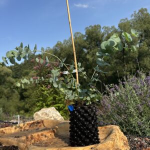 Eucalyptus pulverulenta ‘Baby Blue’