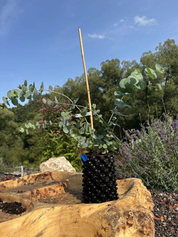Eucalyptus pulverulenta ‘Baby Blue’ – Bild 4