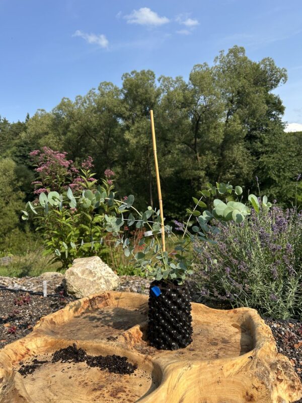Eucalyptus pulverulenta ‘Baby Blue’ – Bild 3