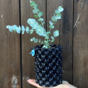 Eucalyptus Glaucescens