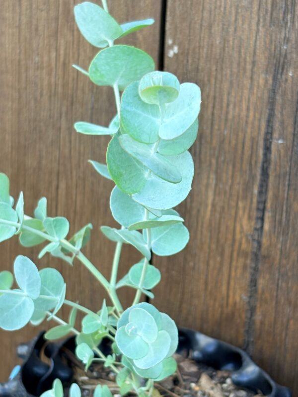 Eucalyptus Glaucescens – Bild 3