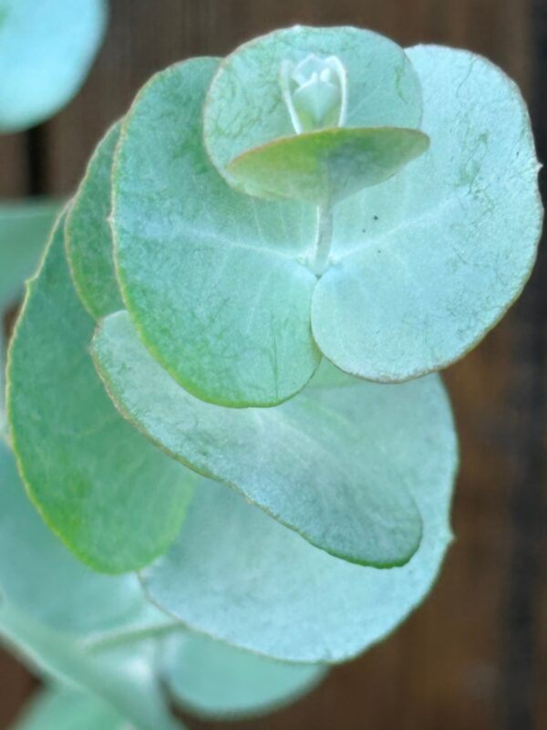 Eucalyptus Glaucescens – Bild 4