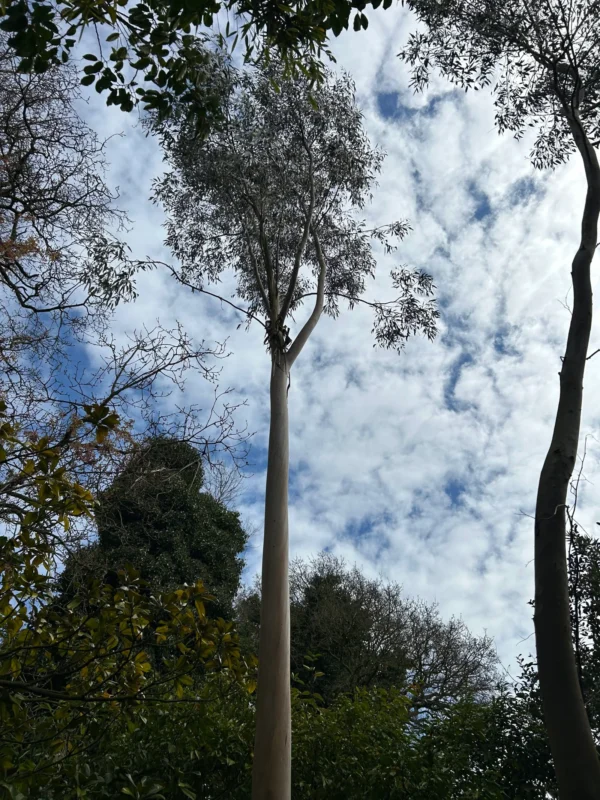 Eucalyptus Glaucescens – Bild 2