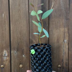 Eucalyptus Gregsoniana