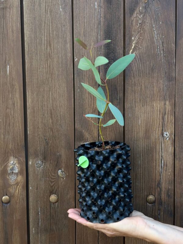 Eucalyptus Gregsoniana